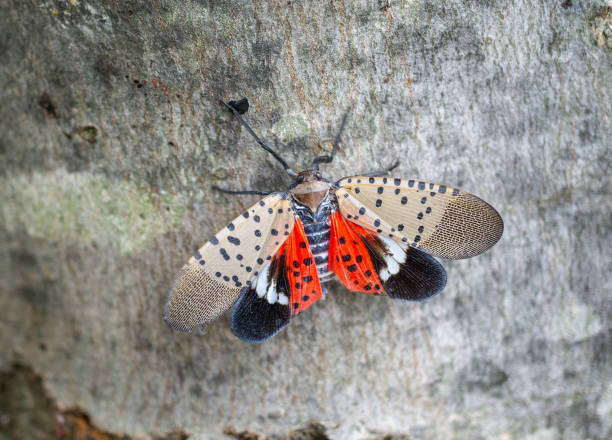 lanternfly tacheté sur érable - tree photos et images de collection