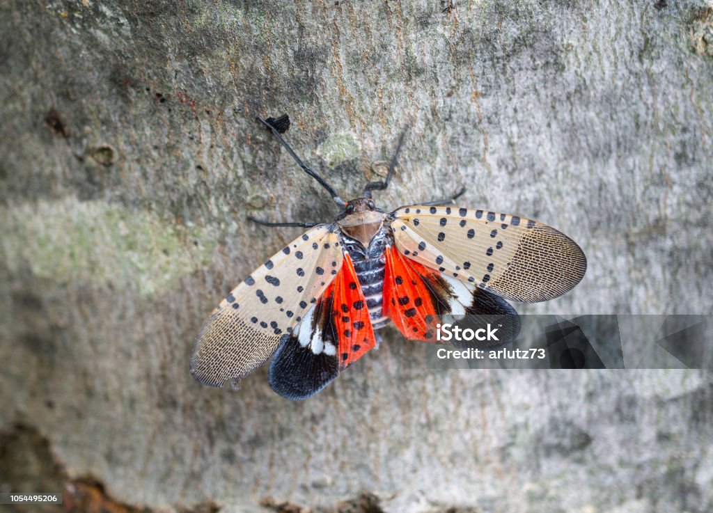 Spotted lanternfly on maple tree Top view of spotted lanternfly, Chester County, Pennsylvania Spotted Lanternfly Stock Photo