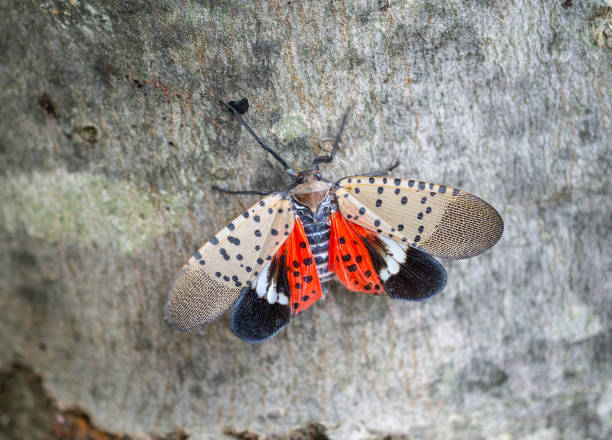 Spotted lanternfly on maple tree stock photo