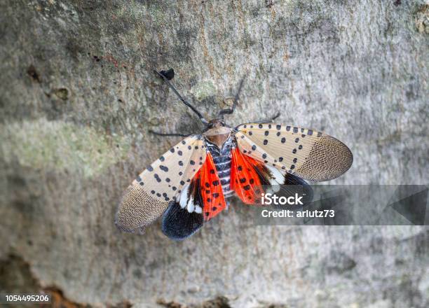 Spotted Lanternfly On Maple Tree Stock Photo - Download Image Now - Spotted Lanternfly, Lantern Bug, Spotted
