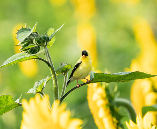 istock Yellow male cardinal on sunflower. 1054495330
