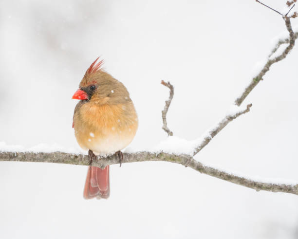 A beautiful Northern Cardinal perched tree branch on snowy day