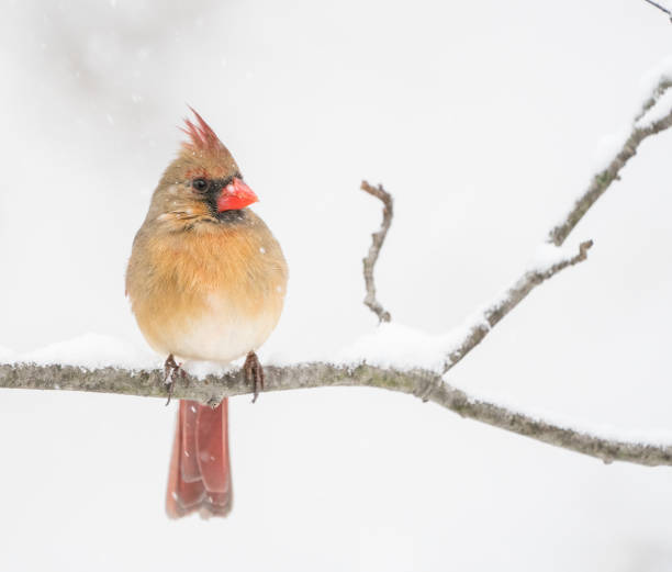 istock Female cardinal on a snowy day. 1054495510
