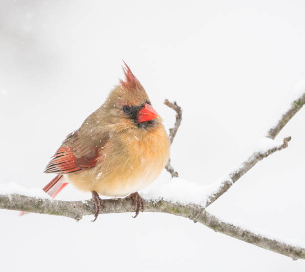 istock Female cardinal on a snowy day 1054495516