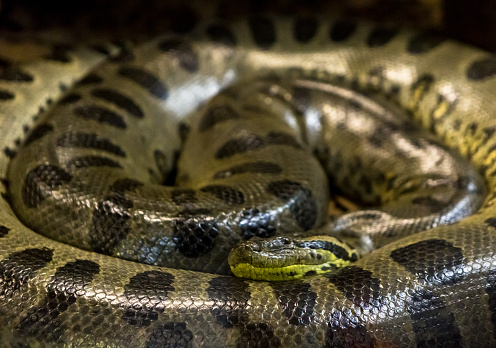 Green anaconda, Eunectes murinus,  sucuri snake.  huge and dangerous snake.