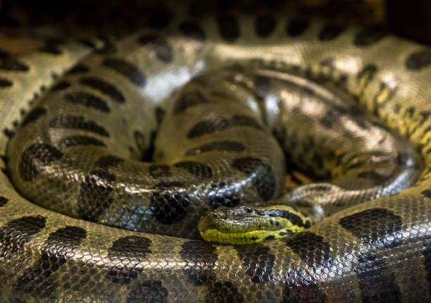 Green anaconda, Eunectes murinus, sucuri snake. Huge Green anaconda, Eunectes murinus, sucuri snake. huge and dangerous snake. anaconda pic stock pictures, royalty-free photos & images