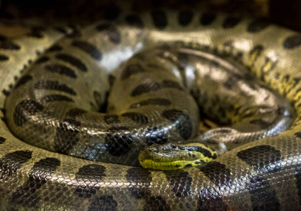 zielony anakonda, eunectes murinus, wąż sucuri.  ogromny - snake wildlife tropical rainforest reptile zdjęcia i obrazy z banku zdjęć