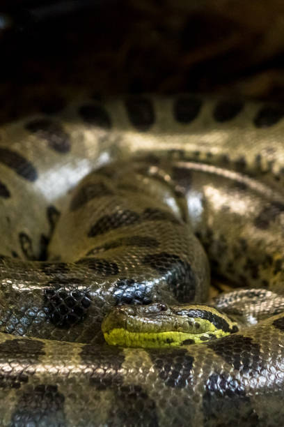 istock Green anaconda, Eunectes murinus,  sucuri snake.  Huge 1054495934