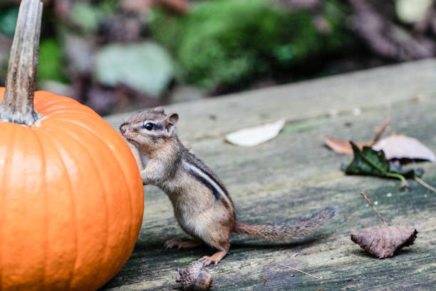 istock Cute chipmunk finds pumpkin decoration on back porch. 1054496096