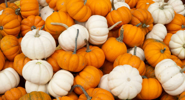 zucche arancioni e bianche in attesa di essere raccolte per le deocrazione di halloween o del ringraziamento - pumpkin autumn pattern repetition foto e immagini stock