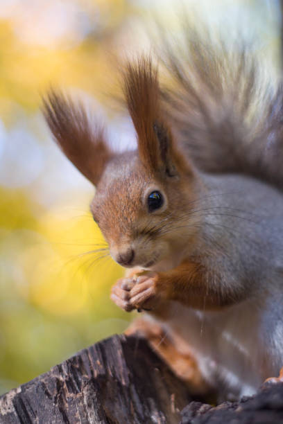 istock The squirrel eats nut on a tree in the autumn wood 1054498702