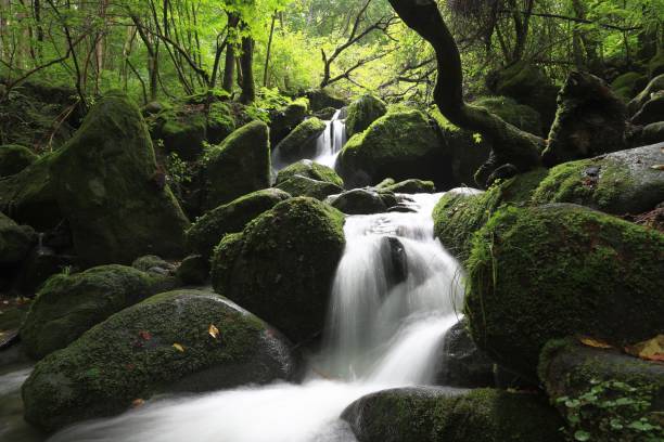 istock VD717 Sangdong Mossy Valley 1054499246