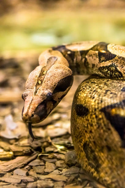 istock Boa constrictor, a species of large, heavy bodied snake. 1054506584
