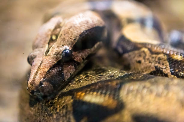 istock Boa constrictor, a species of large, heavy bodied snake. 1054507216