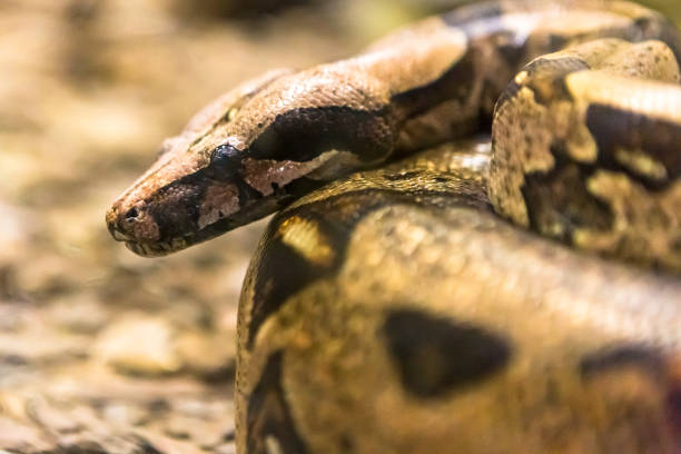 istock Boa constrictor, a species of large, heavy bodied snake. 1054508534