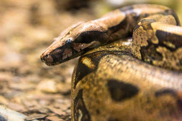 istock Boa constrictor, a species of large, heavy bodied snake. 1054508808