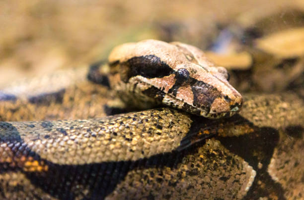 istock Boa constrictor, a species of large, heavy bodied snake. 1054509000