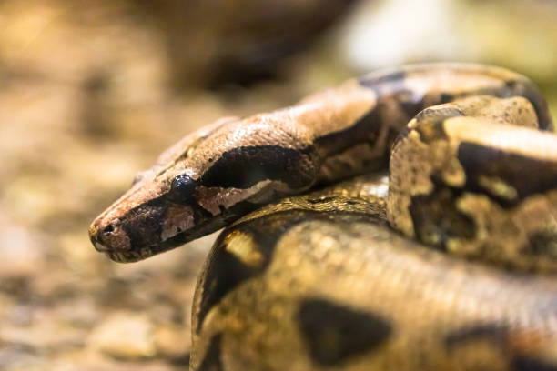 istock Boa constrictor, a species of large, heavy bodied snake. 1054509110