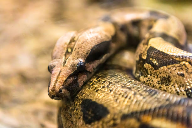 istock Boa constrictor, a species of large, heavy bodied snake. 1054509148