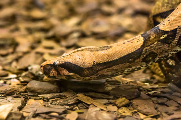 istock Boa constrictor, a species of large, heavy bodied snake. 1054511482