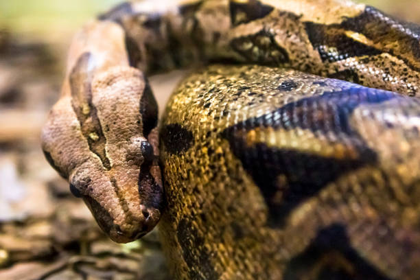 istock Boa constrictor, a species of large, heavy bodied snake. 1054512030