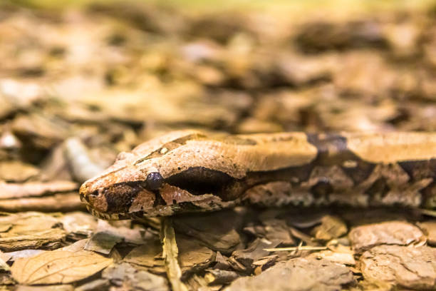 istock Boa constrictor, a species of large, heavy bodied snake. 1054513078