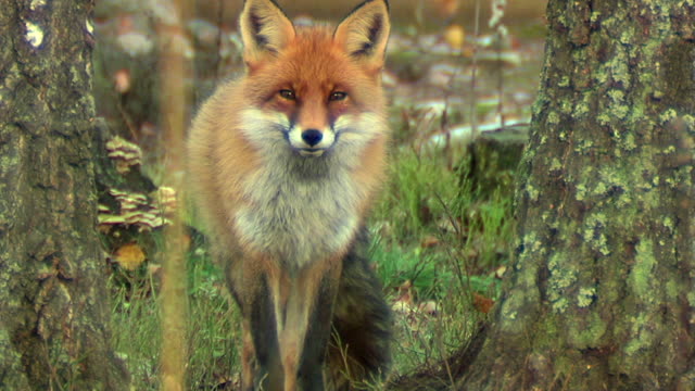 Fox in forest