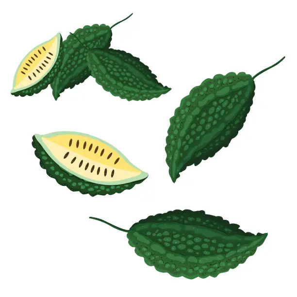 Vector illustration of Illustrator of balsam apple