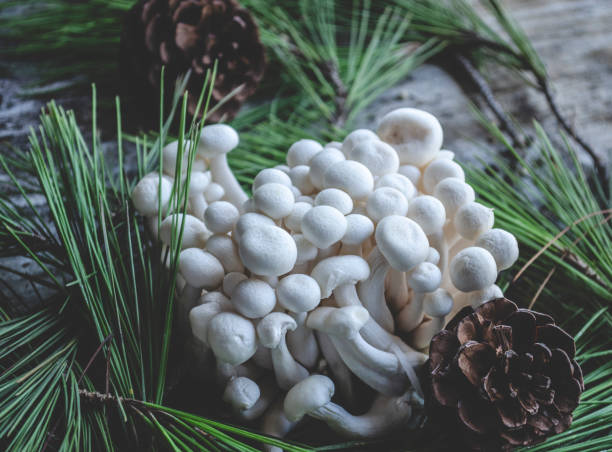 istock Mushrooms and pine branches on a old wooden background 1054520104