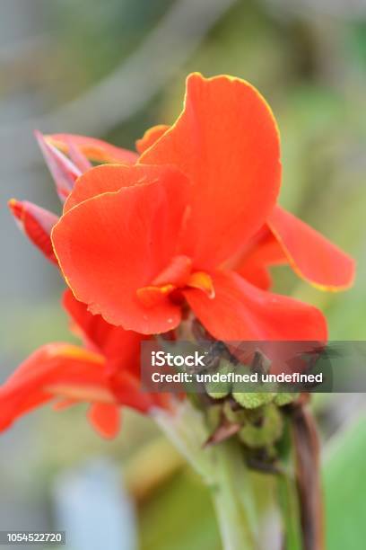 Flores De Canna Foto de stock y más banco de imágenes de Belleza - Belleza, Botánica, Cabeza de flor