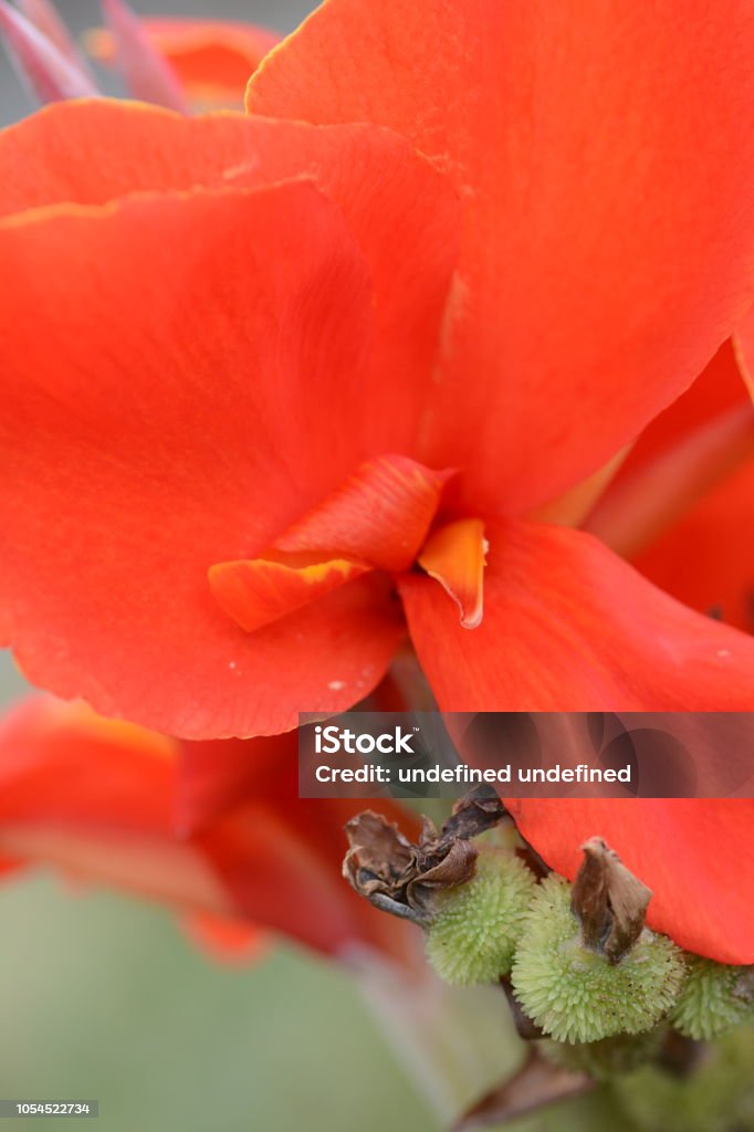 Flores de Canna - Foto de stock de Belleza libre de derechos