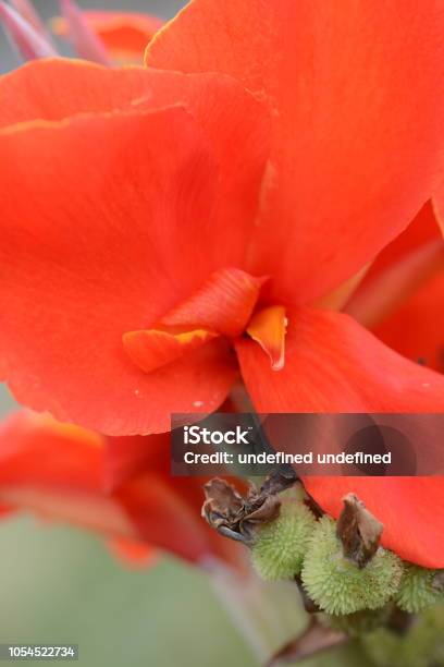 Flores De Canna Foto de stock y más banco de imágenes de Belleza - Belleza, Botánica, Cabeza de flor