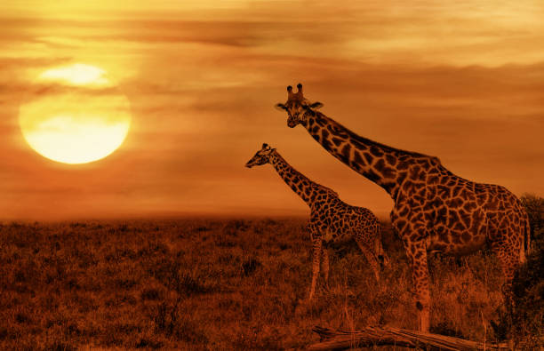 istock Giraffes at African Savanna 1054525406