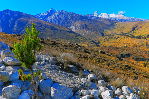 istock pine tree and Cordillera Blanca dramatic landscape - Ancash Andes, Peru 1054530228