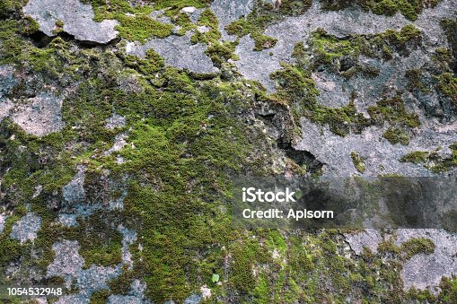 istock Sparse moss textured background on the rough rock 1054532948