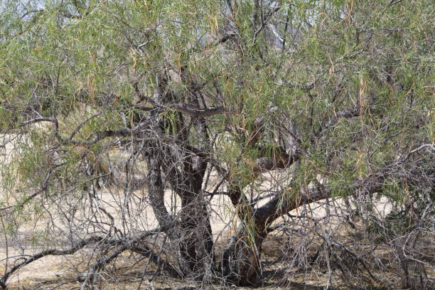 istock CHILOPSIS LINEARIS - DESERT WILLOW PIONEERTOWN 1054535522