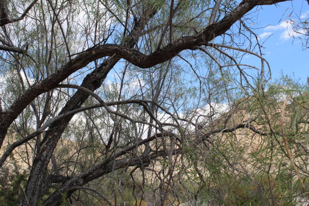 istock CHILOPSIS LINEARIS - DESERT WILLOW PIONEERTOWN 1054535538