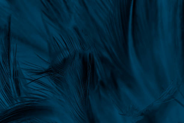 istock Beautiful dark blue color trends feather texture background with orange light 1054535640
