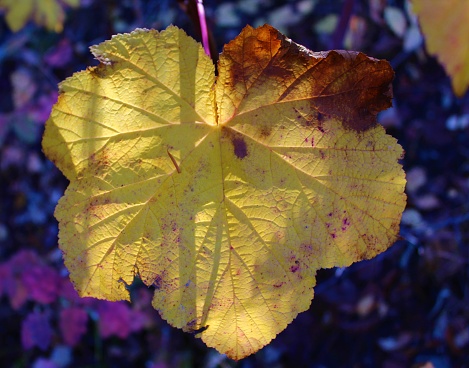 Large yellow leaf against autumn background
