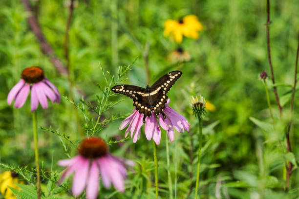 istock Great Swallowtail Butterfly on Flower Head 1054538520