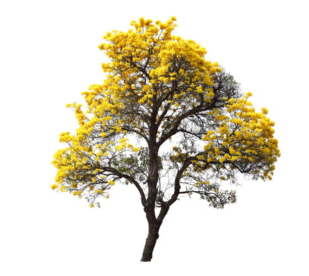 istock isolated tabebuia golden yellow flower blossom tree on white background 1054538612