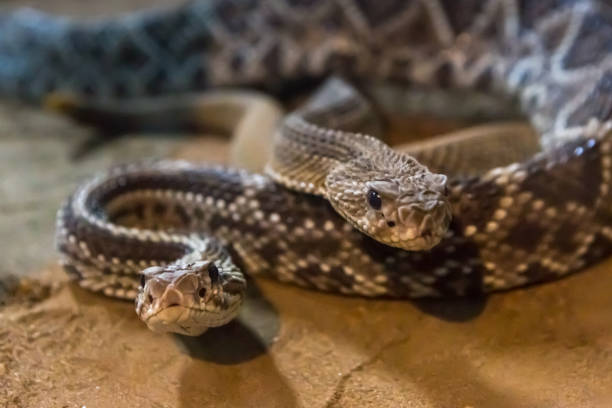 istock Rattlesnake, Crotalus atrox. Western Diamondback. 1054538630