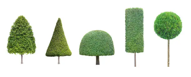 Photo of collection set of different shape of topiary tree isolated on white background for formal Japanese and English style artistic design garden