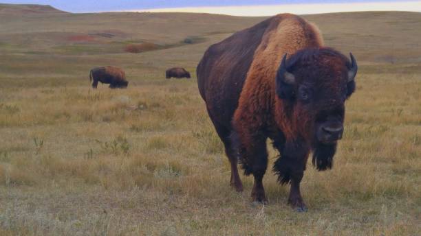 istock Bison of the Prairie 1054538762