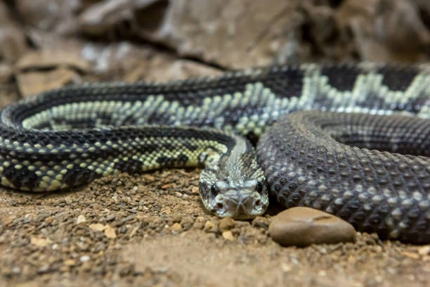 istock Rattlesnake, Crotalus atrox. Western Diamondback. 1054540092