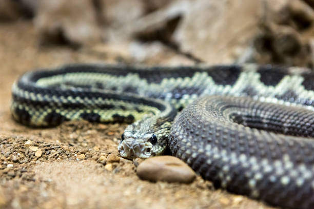 istock Rattlesnake, Crotalus atrox. Western Diamondback. 1054540186