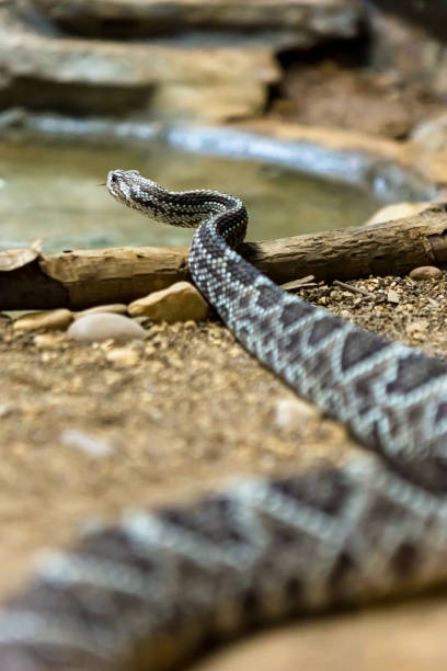 istock Rattlesnake, Crotalus atrox. Western Diamondback. 1054540274