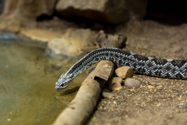 istock Rattlesnake, Crotalus atrox. Western Diamondback. 1054541394