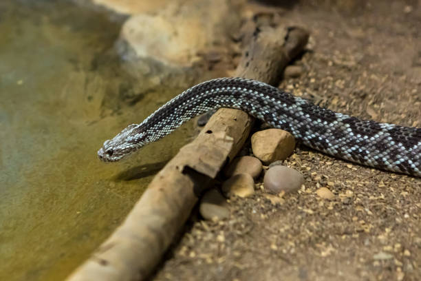 istock Rattlesnake, Crotalus atrox. Western Diamondback. 1054541452