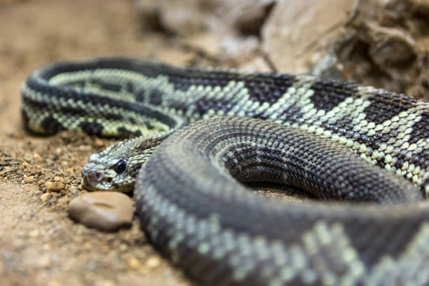 istock Rattlesnake, Crotalus atrox. Western Diamondback. 1054541568